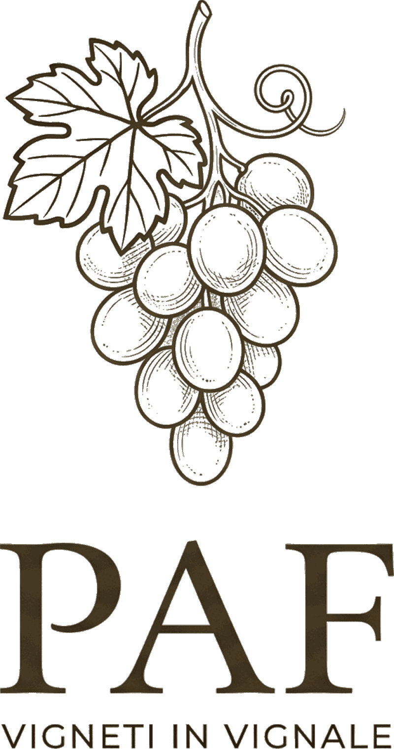 Vigneti in Vignale — Vigneti in Vignale