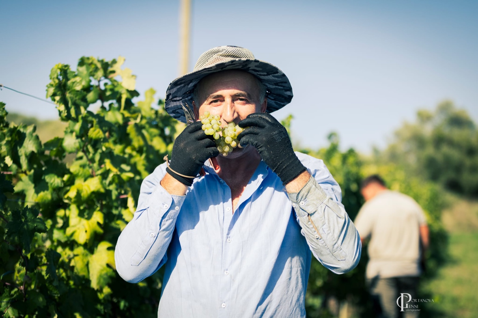 Vendemmia a Poggio alle Forche 1