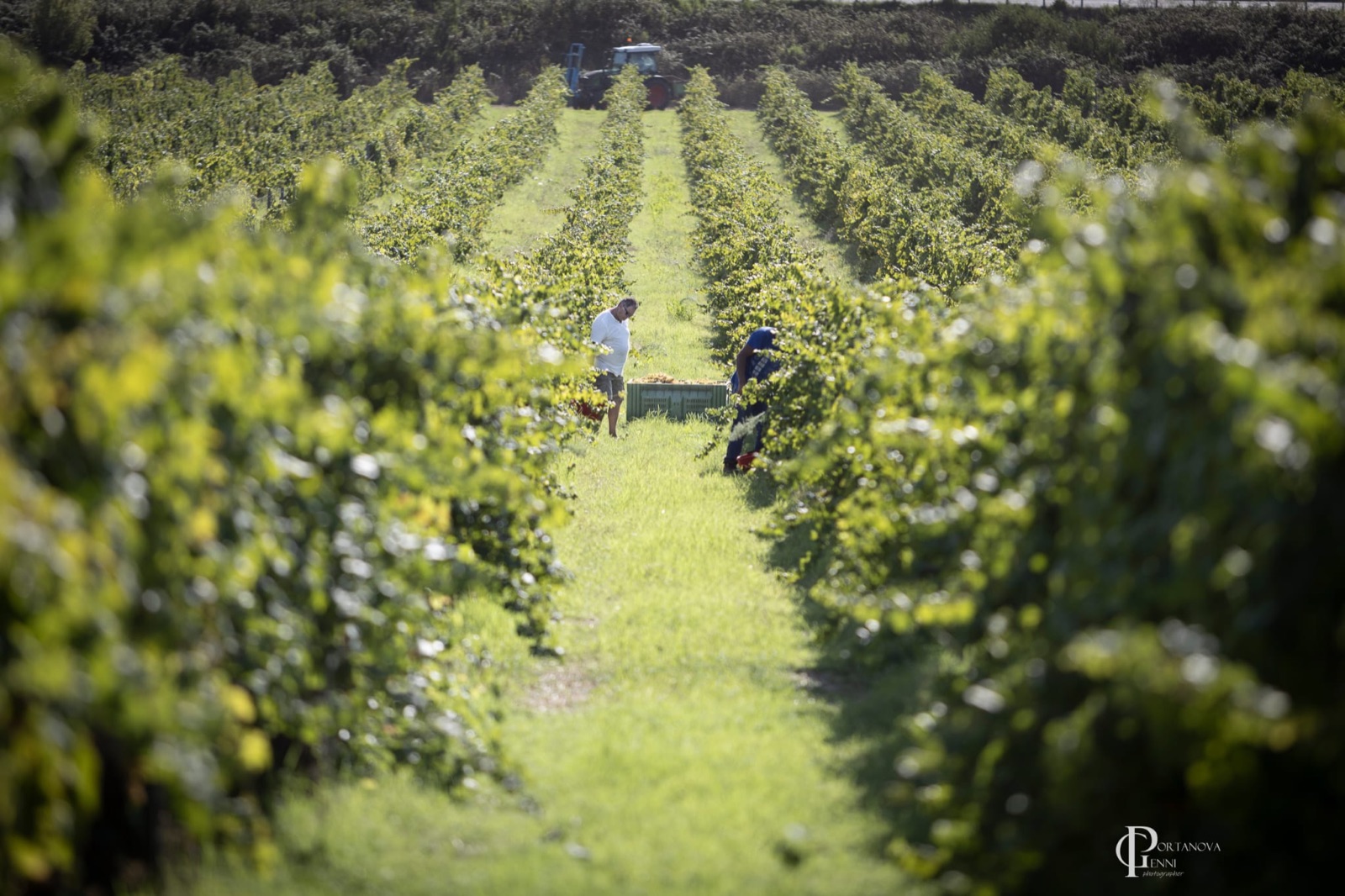 Vendemmia a Poggio alle Forche 10