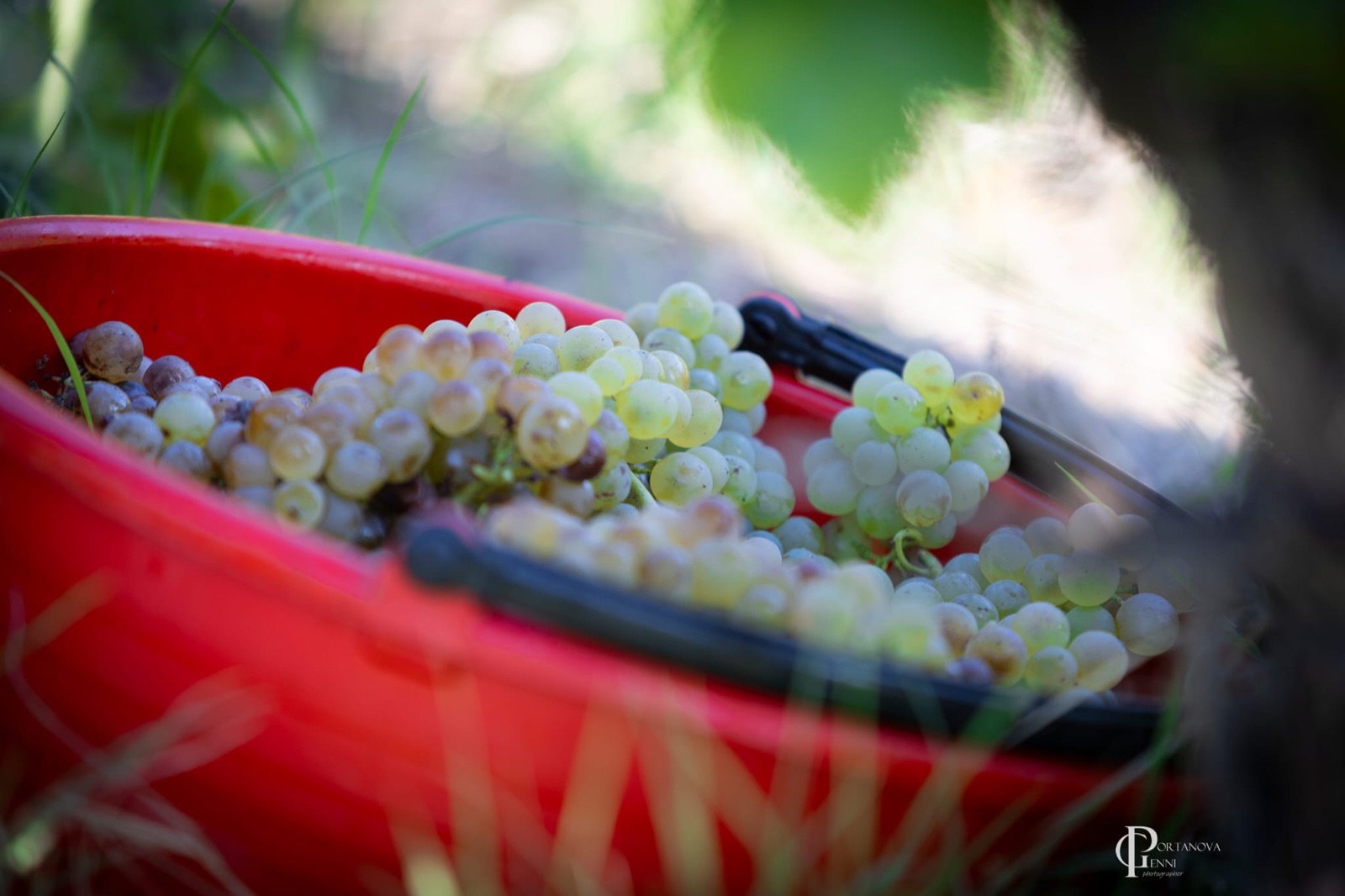 Vendemmia a Poggio alle Forche 2