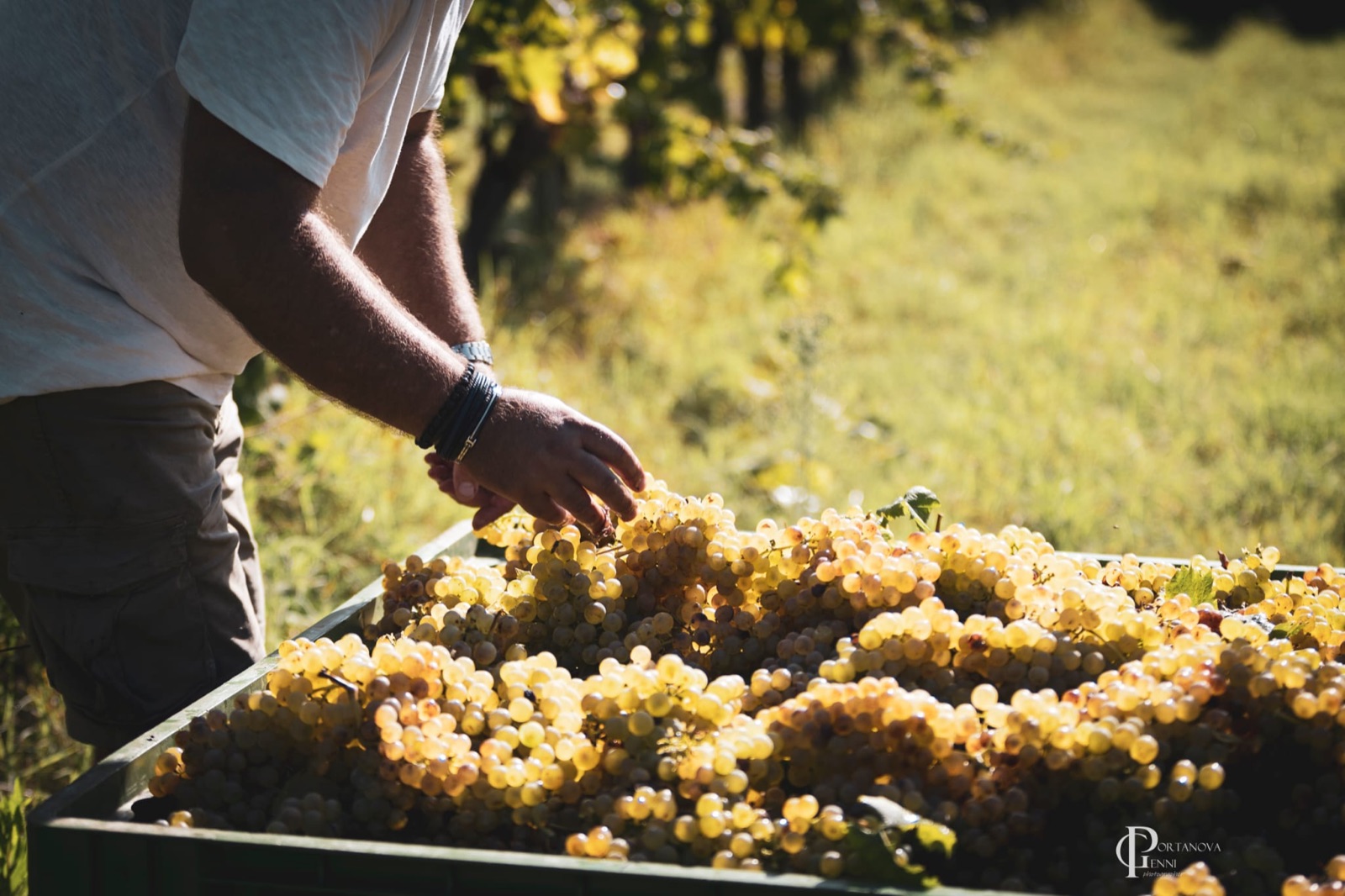 Vendemmia a Poggio alle Forche 3