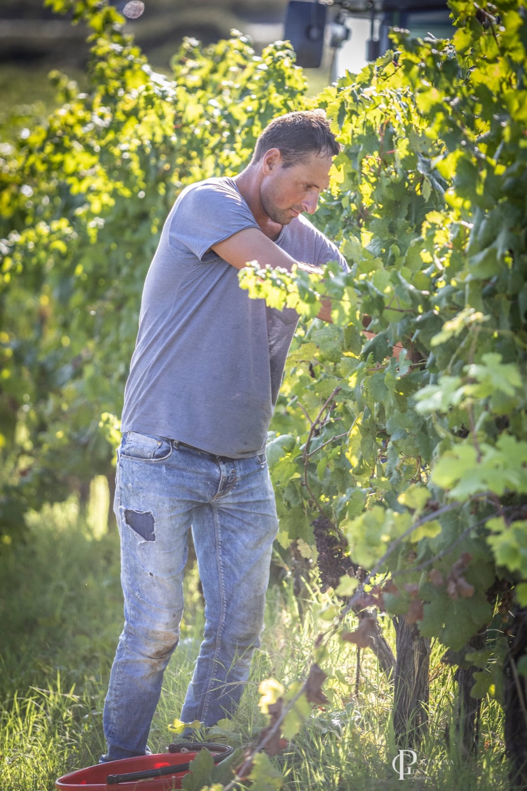 Vendemmia a Poggio alle Forche 4