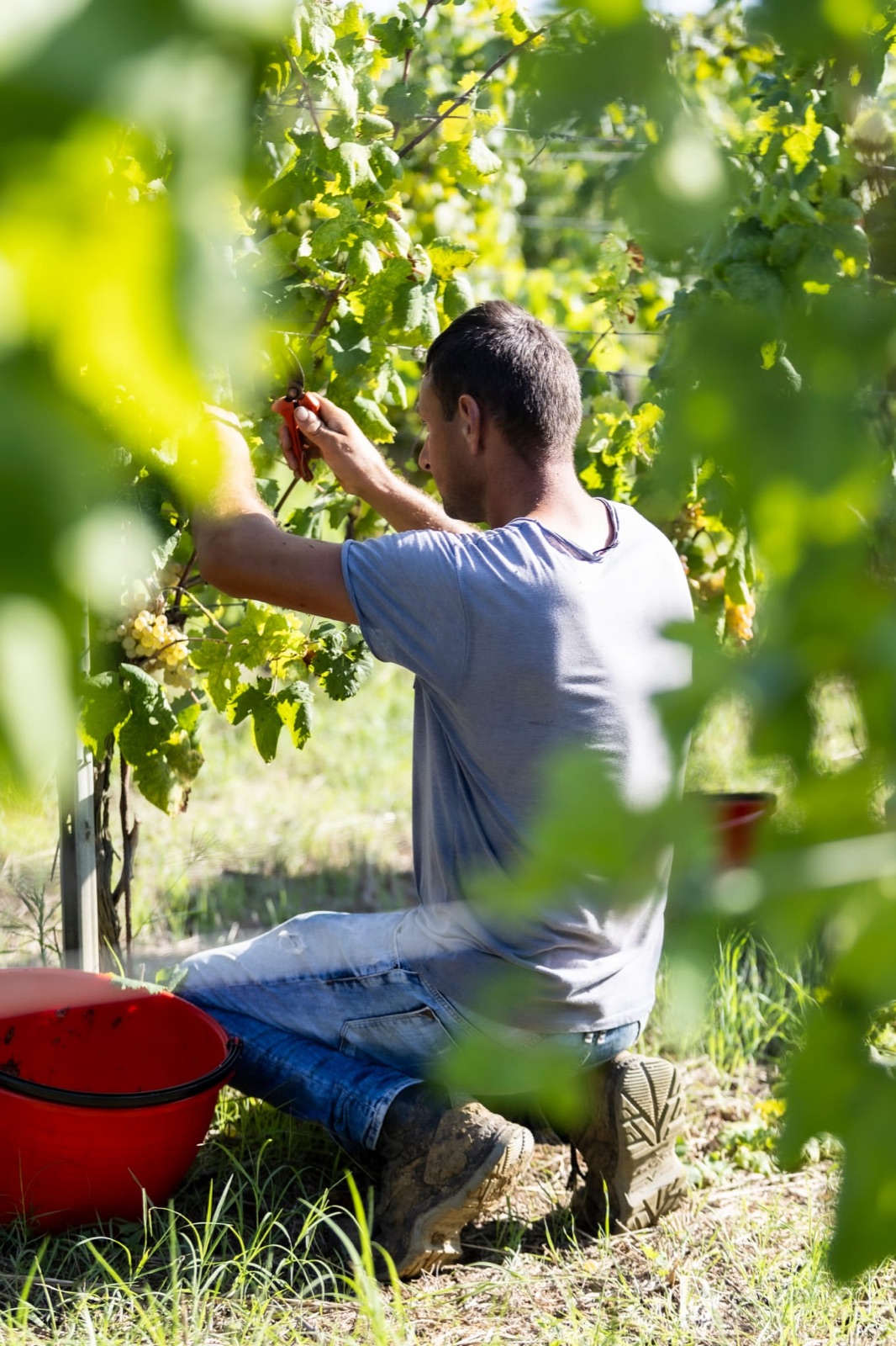 Vendemmia a Poggio alle Forche 5