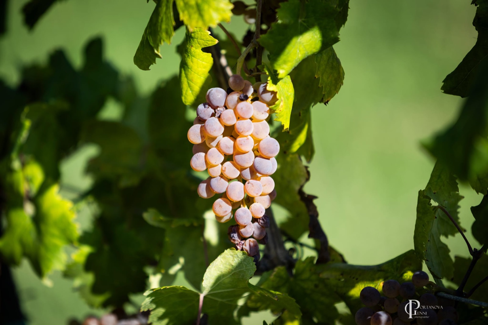 Vendemmia a Poggio alle Forche 6