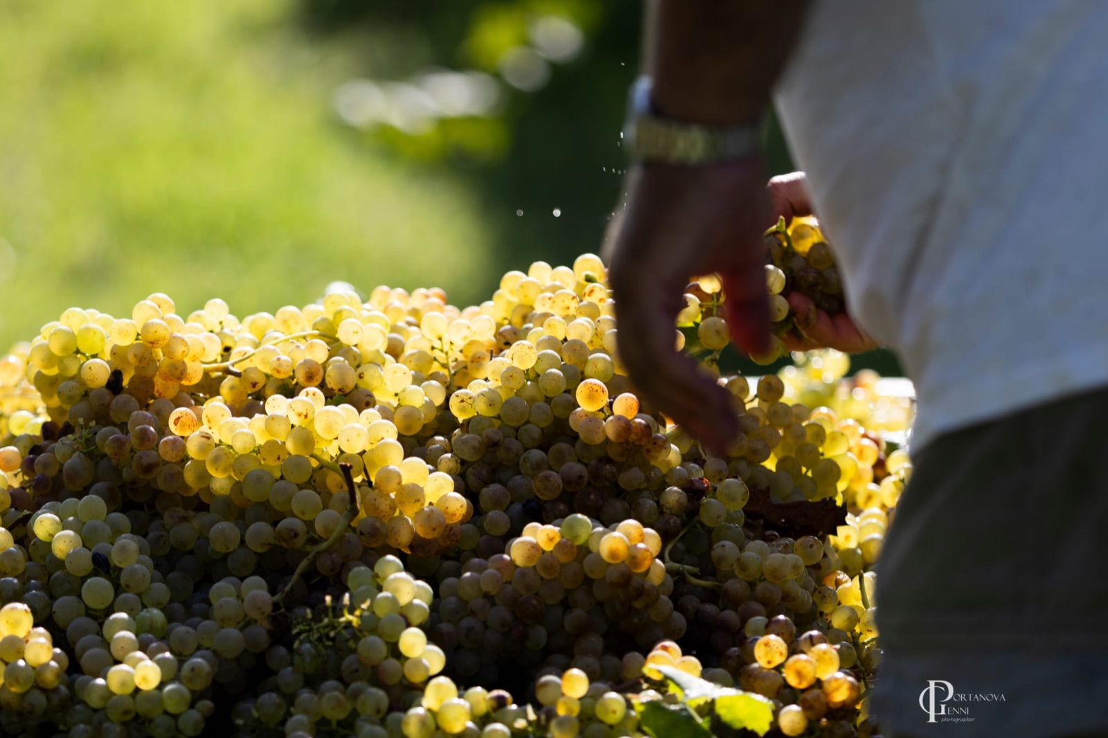 Vendemmia a Poggio alle Forche 7