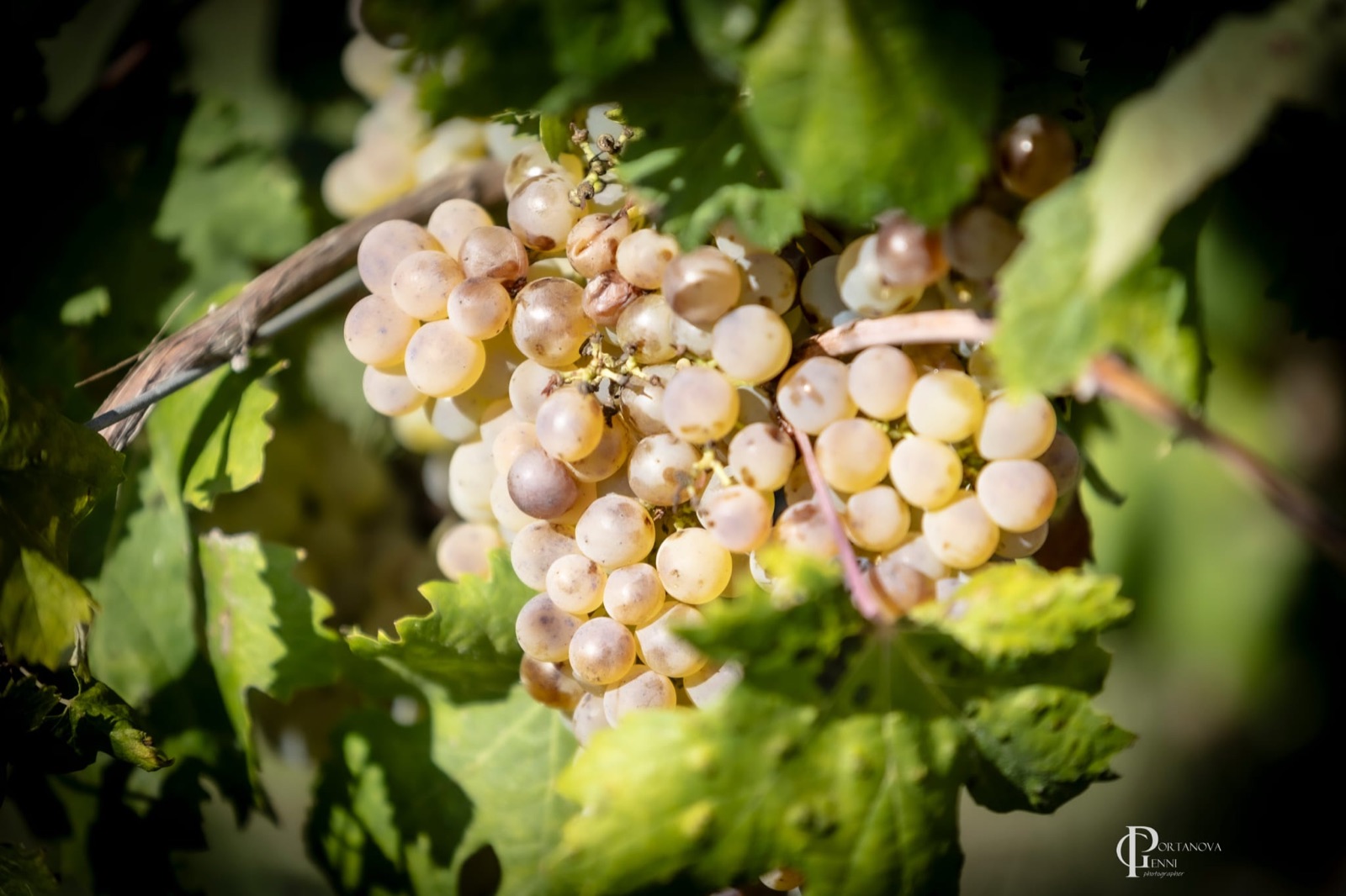 Vendemmia a Poggio alle Forche 9